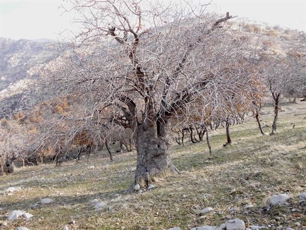 طبیعت گردی در ارتفاعات دالاهو از منطقه بابا یادگار تا روستای یاران توسط گروه کوهنوردی دانشگاه علوم پزشکی کرمانشاه